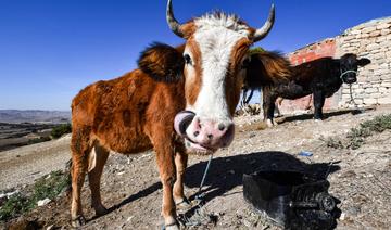 En Tunisie, un village assoiffé par le changement climatique