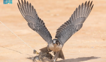 L'Arabie saoudite organise le concours des faucons le plus cher, à AlUla