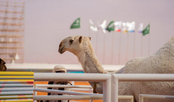 Le «Massakata» du participant gallois remporte le concours de beauté à dos de chameau