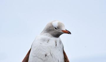 Blanc comme neige: En Antarctique, rencontre avec un rare manchot blanc