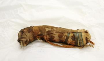 Cinq momies égyptiennes d'animaux révèlent leurs secrets au scanner