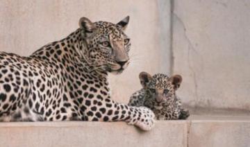 Catwalk vise à préserver les léopards d'Arabie en Arabie saoudite