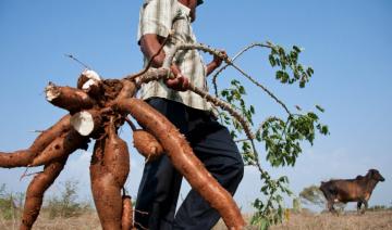 En Guyane française, le manioc décimé par une maladie inconnue