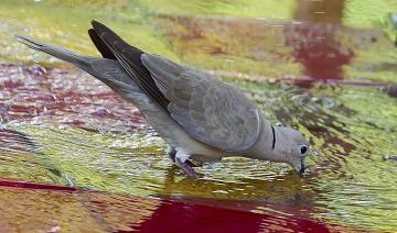 En Inde, un pigeon soupçonné d'espionnage libéré après huit mois de détention