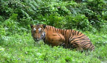 Dans l'Himalaya, le tigre prend de plus en plus de hauteur