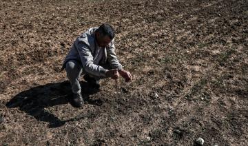 Dans le grenier à céréales du Maroc, la sécheresse compromet la saison agricole