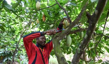 Le cacao à des prix record à cause de récoltes décimées 