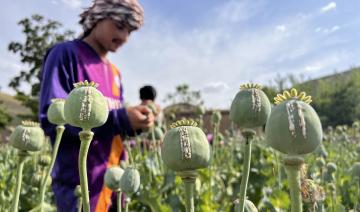 Avec la fin de la culture du pavot en Afghanistan, inquiétude autour des opioïdes de synthèse en France