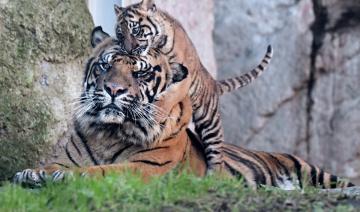 Kala, rare petite tigresse de Sumatra, vole la vedette au zoo de Rome 