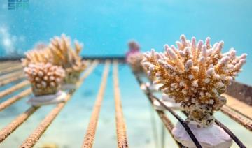 Le plus grand projet de restauration corallienne au monde dévoilé en mer Rouge