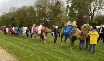 Le défilé de Paris révèle le potentiel inexploité du secteur des chameaux