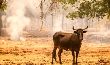 Californie: le mégafeu en cours devient l'un des plus gros enregistré dans cet Etat