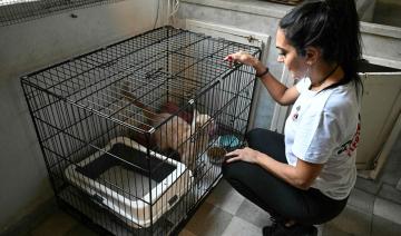 Liban: missions périlleuses pour récupérer les animaux dans les maisons bombardées