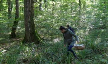 La forêt française souffre de plus en plus du réchauffement