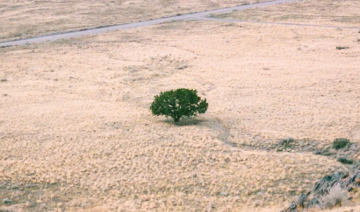 UNCCD COP16: l'Arabie Saoudite annonce une zone verte pour lutter contre la dégradation des sols