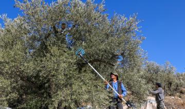 Au Liban, la cueillette des olives sous les avions de chasse
