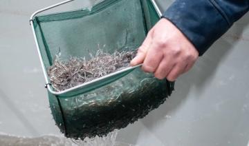 France: face à la menace d'extinction des civelles, le pari du repeuplement