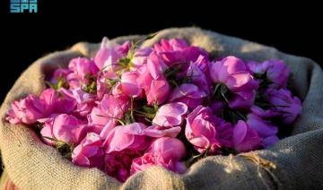 Une tradition parfumée : la saison de production de l'huile de rose de Taif a commencé