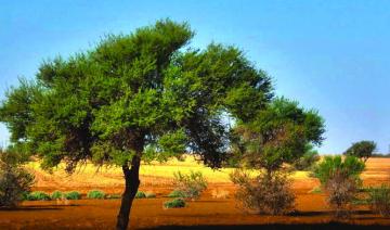 Renaissance de l'acacia : la réserve royale saoudienne veille à la couverture végétale