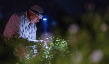 Essence de grands parfums, le jasmin égyptien se fane sous le réchauffement