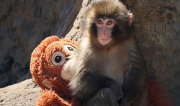 Au Japon, le sort du macaque Punch attire les foules et relance le débat sur les zoos