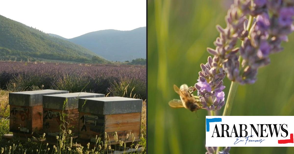 En Provence, la transhumance des abeilles a commencé Arab News FR