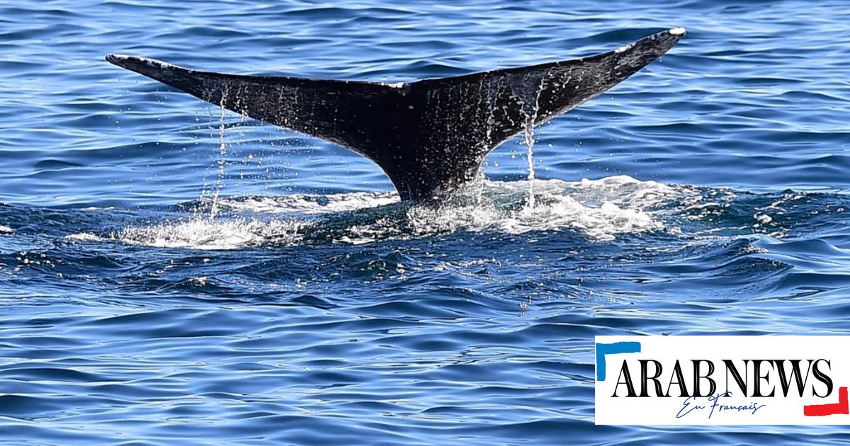 Une baleine grise égarée observée pour la première fois en Méditerranée