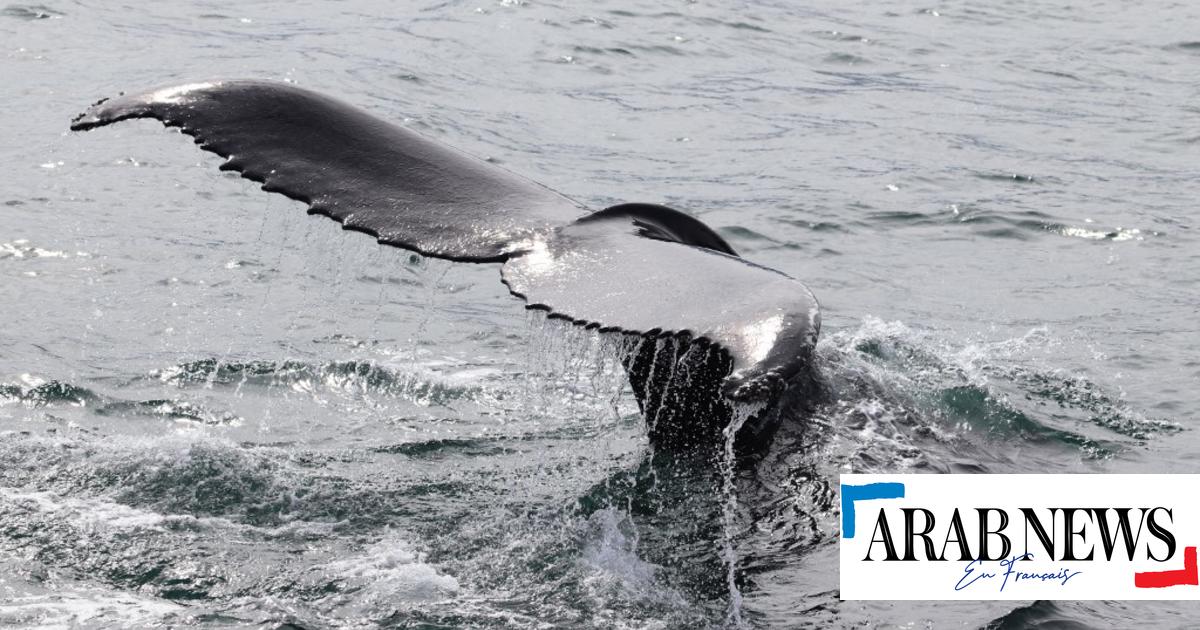Stressées par les touristes, les baleines? En Islande, des