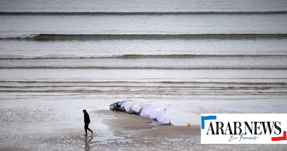 France une baleine échouée sur une plage est repartie en mer Arab