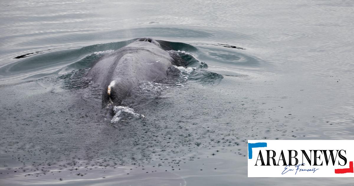 Bretagne libérée, la baleine coincée dans la Rance fait route vers le