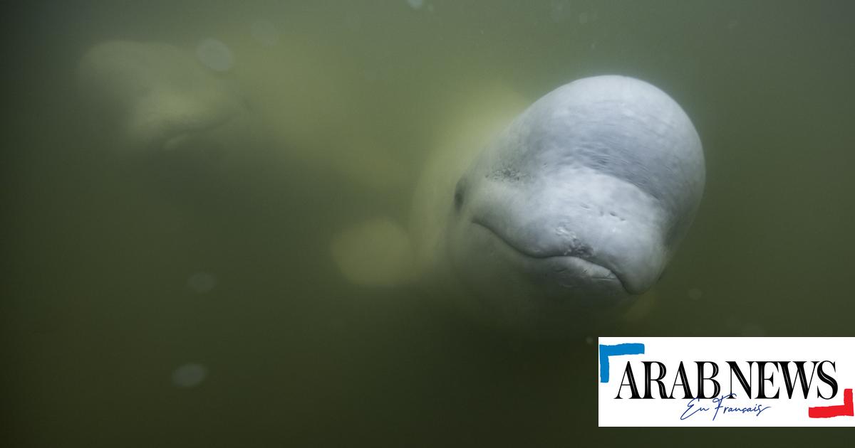 La «beluga espía rusa» avistada en la costa oeste de Suecia