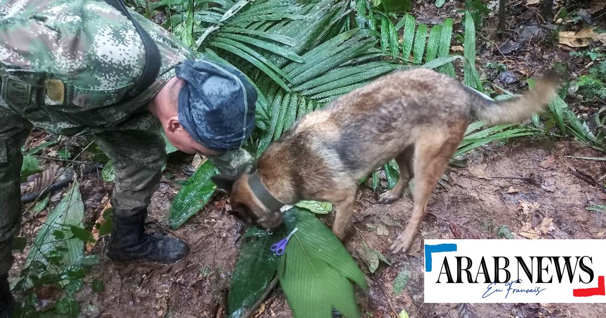 Photo of Cuatro niños, incluido un bebé, sobrevivieron 15 días solos en la Amazonía colombiana