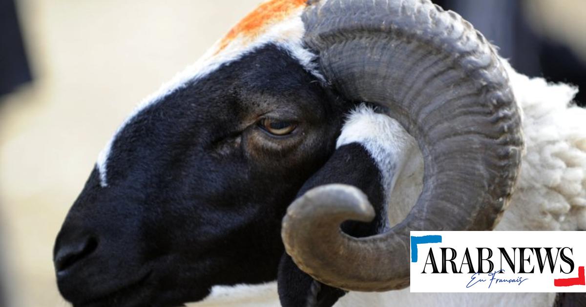 Tunisie: Le mouton de l’Aïd al-Adha de moins en moins accessible | Arab