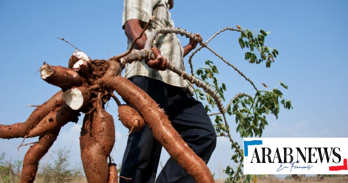 En Guyane française, le manioc décimé par une maladie inconnue
