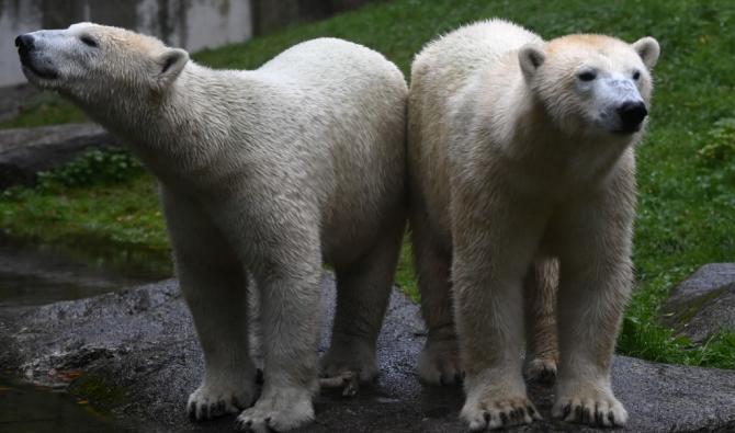 Naissance D Un Ourson Polaire Au Zoo De Mulhouse Arabnews Fr Naissance D Un Ourson Polaire Au Zoo De Mulhouse Arabnews Fr