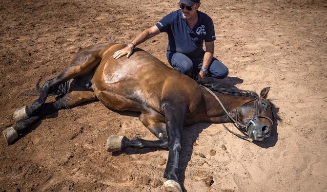 Au Maroc, l'homme qui murmure à l'oreille des chevaux du cinéma