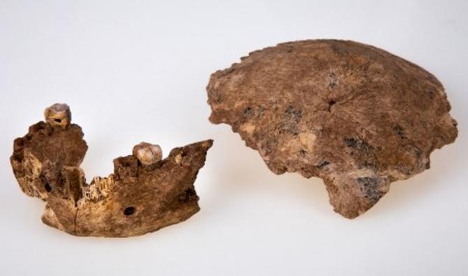 Restes fossiles d'un crâne et d'une mâchoire découverts dans la carrière d'une cimenterie près de la ville centrale de Ramla. Des ossements appartenant à un « nouveau type d'humain primitif » jusque-là inconnu de la science ont été découverts en Israël, ont annoncé jeudi des chercheurs, affirmant avoir jeté un nouvel éclairage sur l'évolution humaine. (Université de Tel-Aviv/AFP)