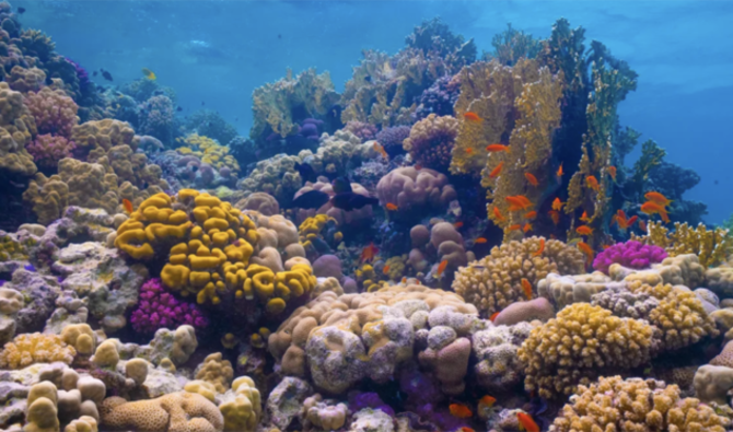 La mer Rouge abrite d'abondantes espèces de coraux et de vie marine, dont un grand nombre d'espèces que l'on ne trouve nulle part ailleurs sur Terre (Site Web du Projet de la mer Rouge) 