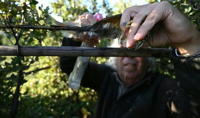 Un amateur de la chasse à glu, sortant ses bâtons de glu à six heures du matin (Photo, AFP)
