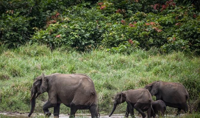 Au Gabon, le parc d'Ivindo classé au Patrimoine mondial de l'Unesco
