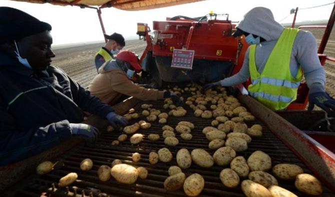 Des ouvriers agricoles trient des pommes de terre Vitelotte collectées sur le tapis roulant d'une arracheuse à Godonville, dans le centre de la France, le 11 septembre 2020.160 000 tonnes de pommes de terre lavées seront commercialisées en France et en Europe. (Jean-Francois Monier/AFP)