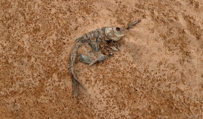 Un poisson mort du lac Powell se trouve sur le sable de la plage de Lone Rock, le 23 juin 2021 à Big Water, dans l'Utah, région qui souffre de périodes de sécheresse extrême. (AFP/File Photo)