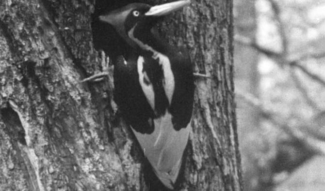 Le pic à bec ivoire appartient à la famille des picidés. Son plumage était noir et blanc, avec une crête rouge pour les mâles, et il mesurait environ 50 centimètres (Photo, AFP)