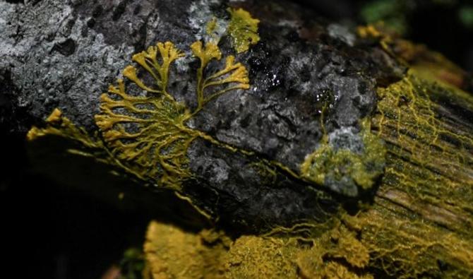 De son nom scientifique « physarum polycephalum », le blob est un être à part dans l'arbre du vivant (Photo, AFP) 