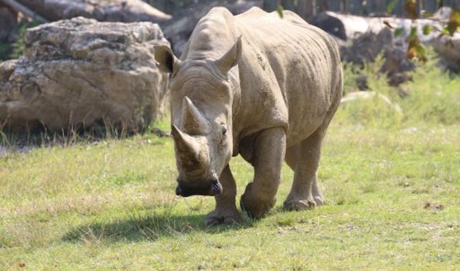 Toby, le plus vieux rhinocéros blanc du monde, est mort à l'âge de 54 ans dans un zoo du nord de l'Italie, selon une porte-parole de l'établissement (Photo, AFP) 