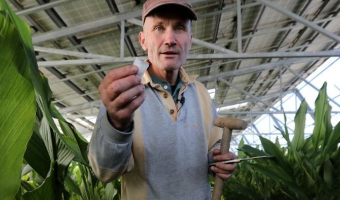 Fred Morlot est fier de dévoiler une variété de canne à sucre originaire de l'île de La Réunion, dans l'océan Indien (Photo, AFP)
