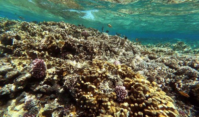 Des coraux sains servent d’habitat à près d’un quart de la faune marine et protègent le monde des catastrophes naturelles. Ces récifs aux couleurs éblouissantes sont menacés par la hausse des températures de la mer en raison du changement climatique et du réchauffement de la planète (Photo, AFP) 