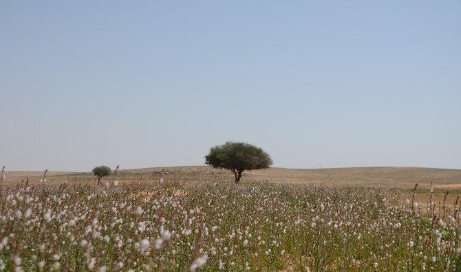 Cette initiative s’inscrit dans le cadre d’un projet à cultiver des arbres et des plantes sauvages locales dans la réserve royale Imam Turki ben Abdallah à Haïl. (Photo, réserve royale Imam Turki ben Abdallah) 