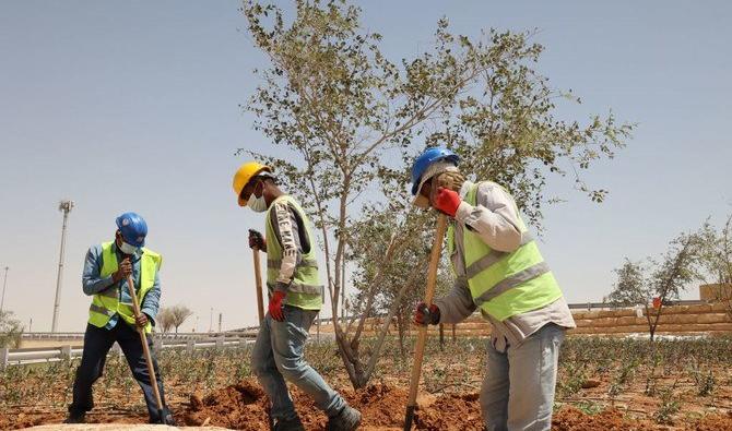 Des ouvriers plantent des arbres à proximité d’une autoroute dans la capitale saoudienne, Riyad. (Getty)  