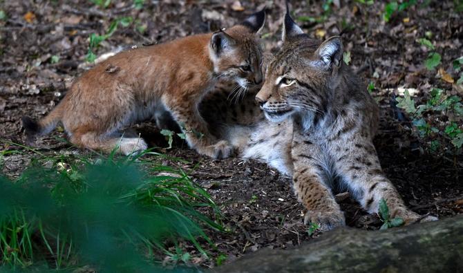 En France, un plan pour sauver le lynx, «parent pauvre» des grands  prédateurs